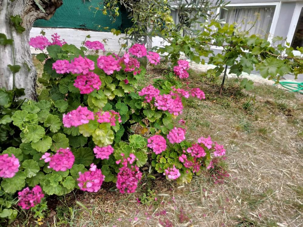 Geraniums and grape vine in the garden at Porto Germeno Villa
