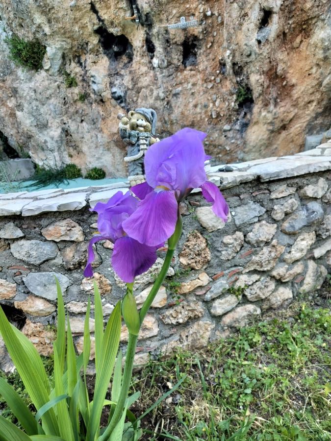 Iris flower in the garden at Porto Germeno Villa