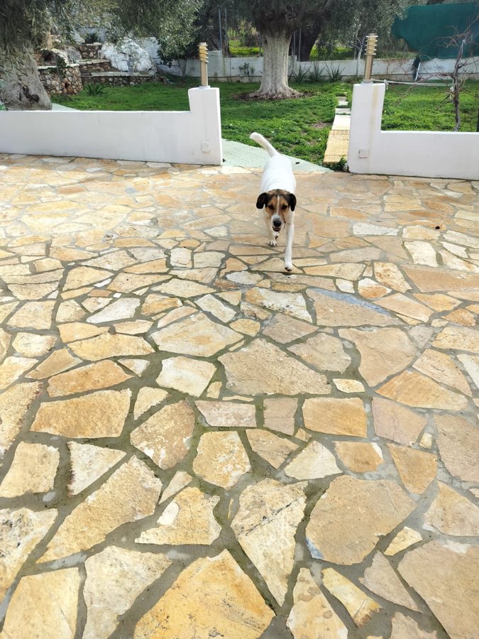 Dog walking across the stone-paved courtyard at Porto Germeno Villa