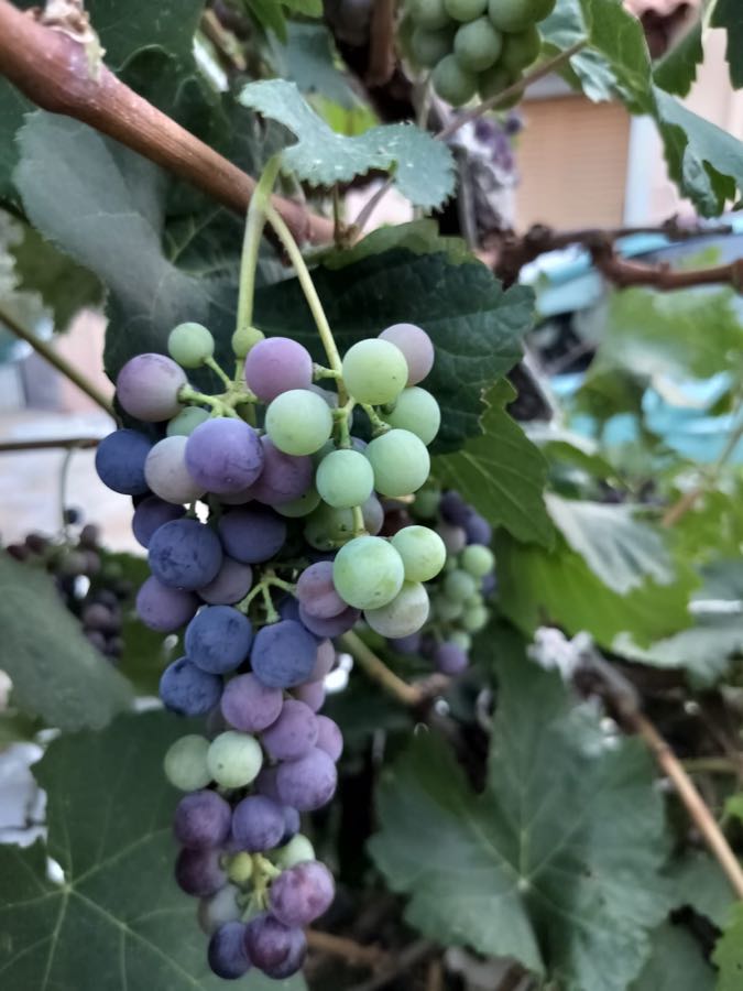 Grapes growing on the garden vine at Porto Germeno Villa